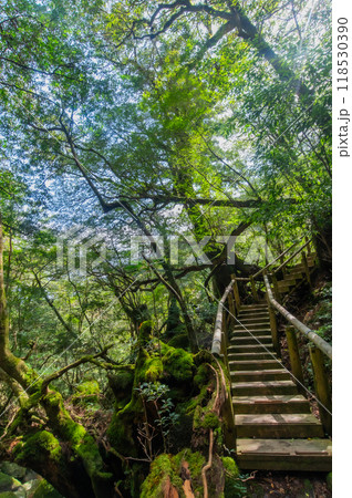 屋久島　静寂の森 118530390