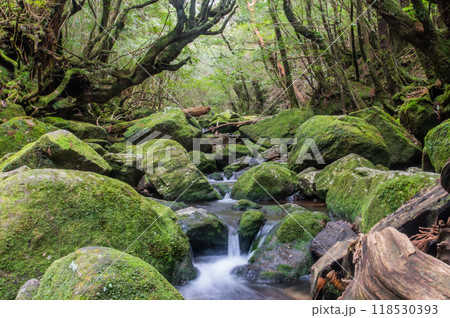 屋久島　静寂の森 118530393