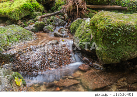 屋久島　静寂の森 118530401