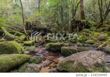 屋久島 静寂の森 屋久島 静寂の森 118530405
