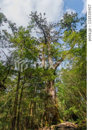 屋久島　静寂の森 118530407