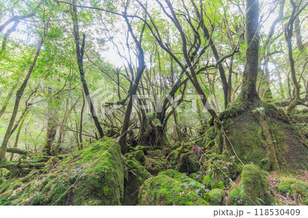 屋久島　静寂の森 118530409