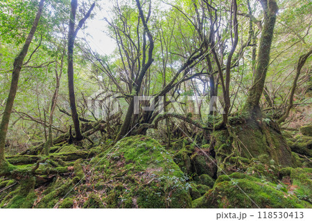 屋久島 静寂の森 屋久島 静寂の森 118530413