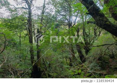屋久島　静寂の森 118530414