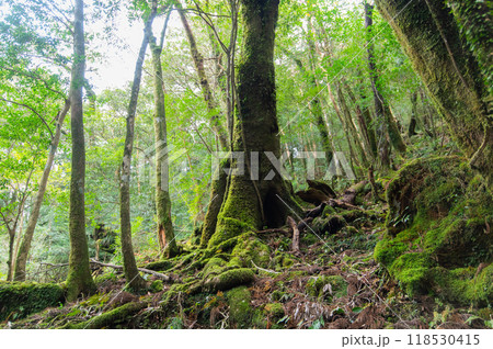 屋久島 静寂の森 屋久島 静寂の森 118530415
