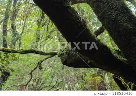 屋久島 静寂の森 屋久島 静寂の森 118530416
