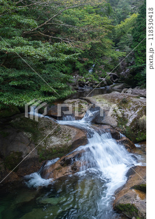 屋久島　静寂の森 118530418