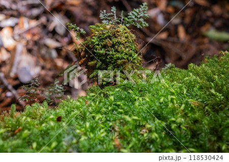 屋久島　静寂の森 118530424