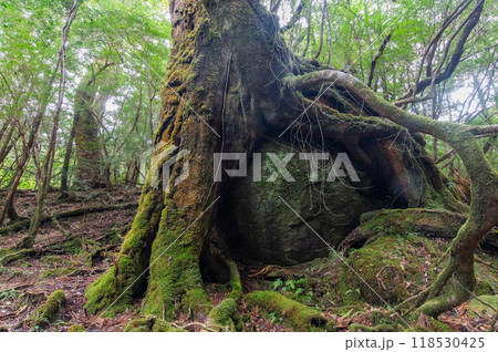 屋久島　静寂の森 118530425