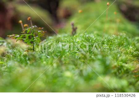 屋久島　静寂の森 118530426