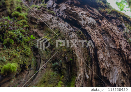 屋久島　静寂の森 118530429