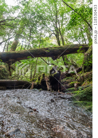 屋久島　静寂の森 118530433