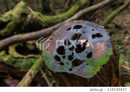 屋久島　静寂の森 118530437