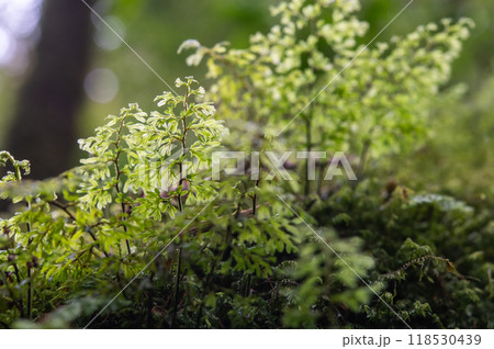 屋久島 静寂の森 屋久島 静寂の森 118530439