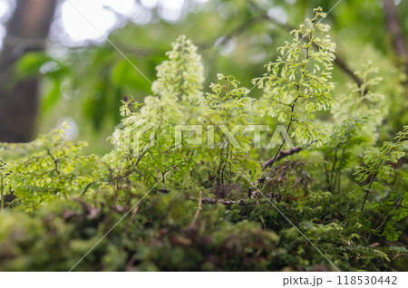 屋久島　静寂の森 118530442