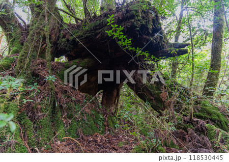 屋久島　静寂の森 118530445