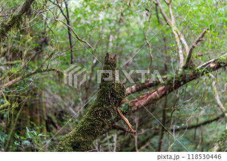 屋久島 静寂の森 屋久島 静寂の森 118530446