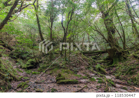 屋久島 静寂の森 屋久島 静寂の森 118530447
