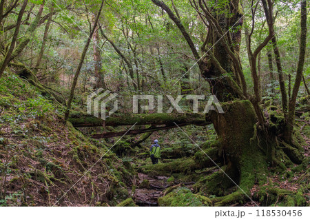 屋久島　静寂の森 118530456