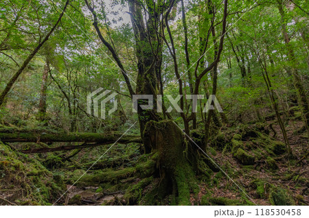 屋久島　静寂の森 118530458