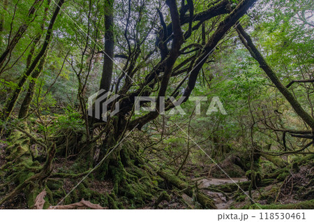 屋久島　静寂の森 118530461