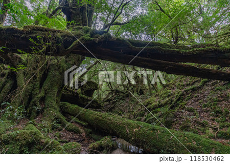 屋久島　静寂の森 118530462