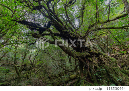 屋久島　静寂の森 118530464
