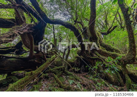 屋久島 静寂の森 屋久島 静寂の森 118530466
