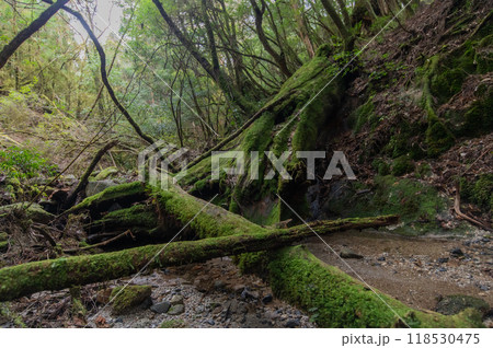 屋久島　静寂の森 118530475