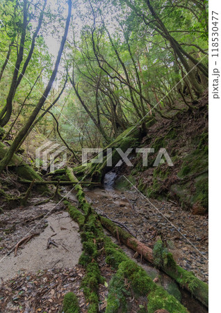 屋久島　静寂の森 118530477