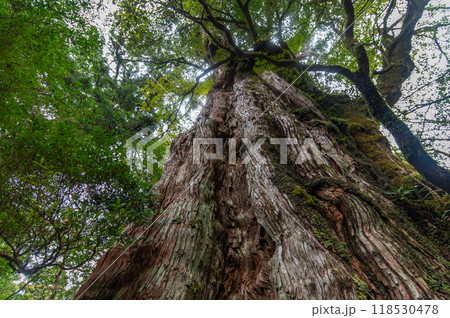 屋久島 静寂の森 屋久島 静寂の森 118530478