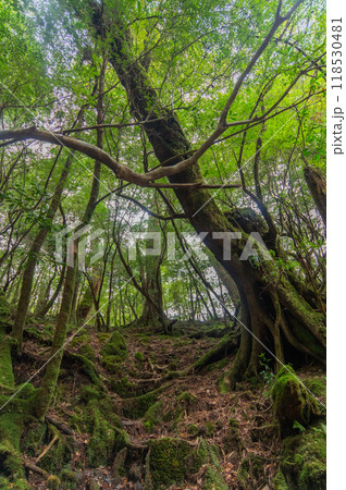 屋久島　静寂の森 118530481