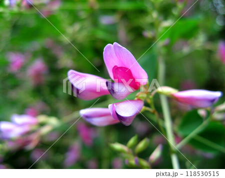 晴天に映えるハギの花 118530515