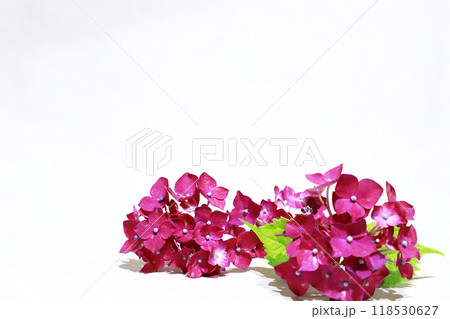 紫色のガクアジサイ・背景素材 紫色のガクアジサイ・背景素材 118530627