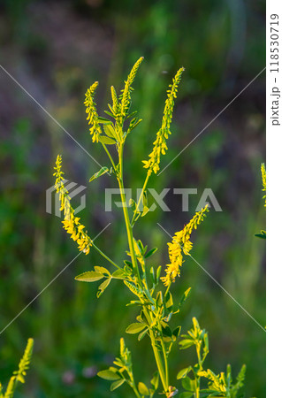 In the wild bloom Melilotus officinalis - honey, essential oil and medicinal plant 118530719