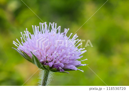 Field scabious Knautia arvensis flowering in meadow. Blue purple wild flower on natural background. Macro. Selective focus 118530720