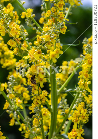 Common mullein - pale yellow flowers of verbascum nigrum plant, used as herb and medicine - growing in the medicinal garden 118530721