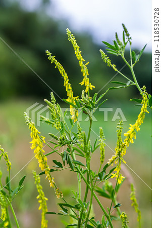In the wild bloom Melilotus officinalis - honey, essential oil and medicinal plant 118530728
