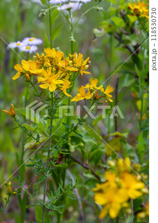 flowers of Saint Johns wort, Hypericum perforatum 118530730