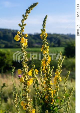 Common mullein - pale yellow flowers of verbascum nigrum plant, used as herb and medicine - growing in the medicinal garden Common mullein - pale yellow flowers of verbascum nigrum plant, used as herb and medicine - growing in the medicinal garden 118530733