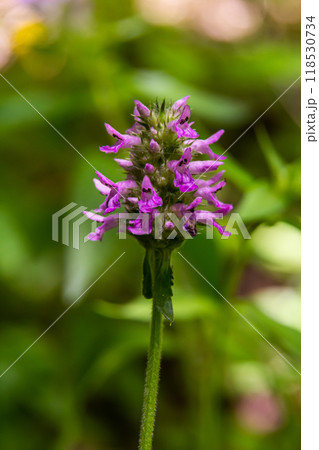 Betonica officinalis Stachys officinalis, commonly known as common hedgenettle, betony, wood betony, bishopwort, or bishop's wort, is a species of flowering plant in the family Lamiaceae Betonica officinalis Stachys officinalis, commonly known as common hedgenettle, betony, wood betony, bishopwort, or bishop's wort, is a species of flowering plant in the family Lamiaceae 118530734