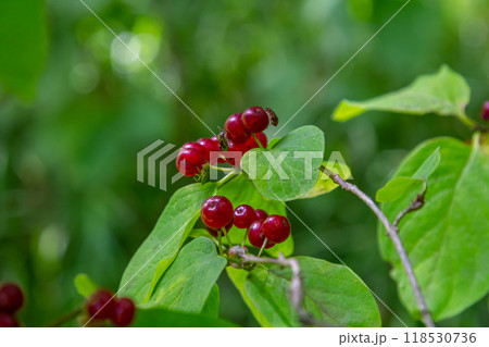 Festive Holiday Honeysuckle Branch with Red Berries Lonicera xylosteum 118530736