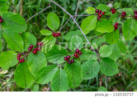 Festive Holiday Honeysuckle Branch with Red Berries Lonicera xylosteum 118530737