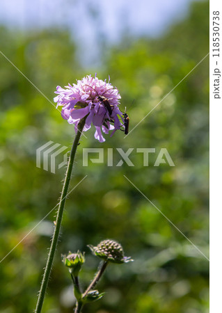 Knautia arvensis Lilac field scabious atop of hairy grey-green stem swaying slighty, a Honey bee collecting and foraging its nectar 118530738