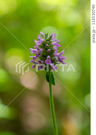 Betonica officinalis Stachys officinalis, commonly known as common hedgenettle, betony, wood betony, bishopwort, or bishop's wort, is a species of flowering plant in the family Lamiaceae 118530740