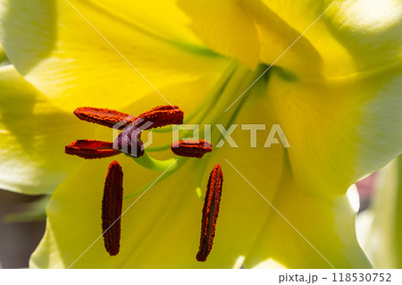 yellow lilium flowers with burgeons and green leafs 118530752