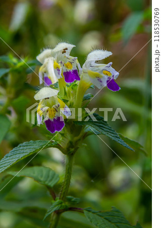 Summer among the wild herbs blossoms of nettle Galeopsis speciosa 118530769