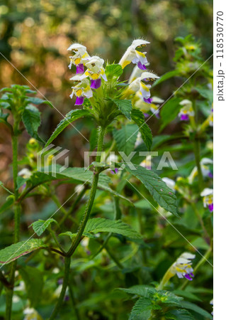 Summer among the wild herbs blossoms of nettle Galeopsis speciosa 118530770