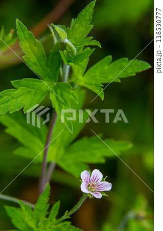 Siberian geranium Geranium sibiricum grows in summer in the wild 118530777