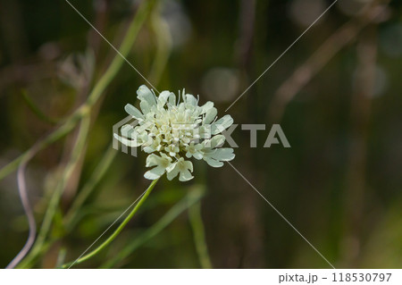 Cream scabious pincushion, Scabiosa ochroleuca, in flower Cream scabious pincushion, Scabiosa ochroleuca, in flower 118530797